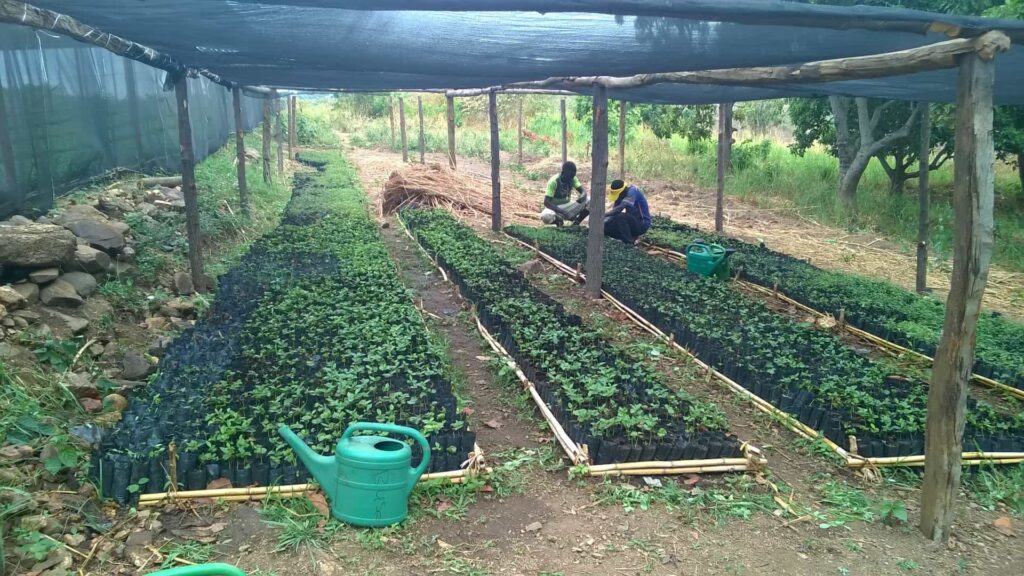 Tree-nursery-bed-1