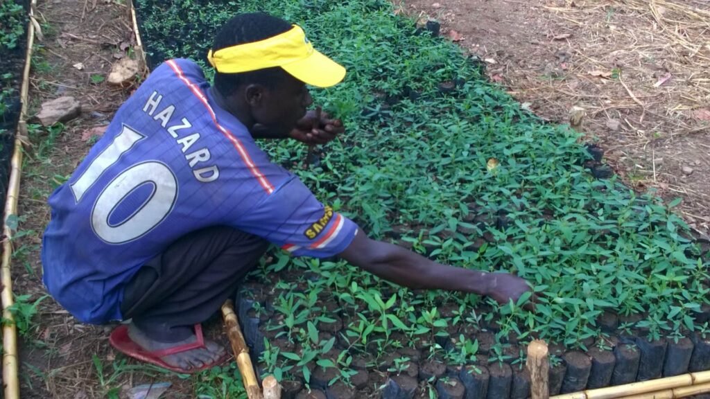 Tree-nursery-bed-2